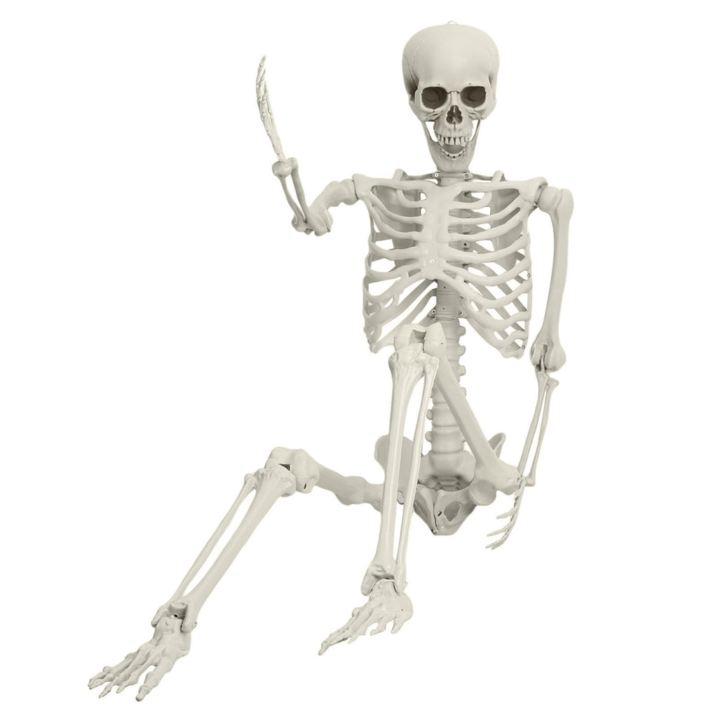 Life Size Posable Skeleton Prop Q1212