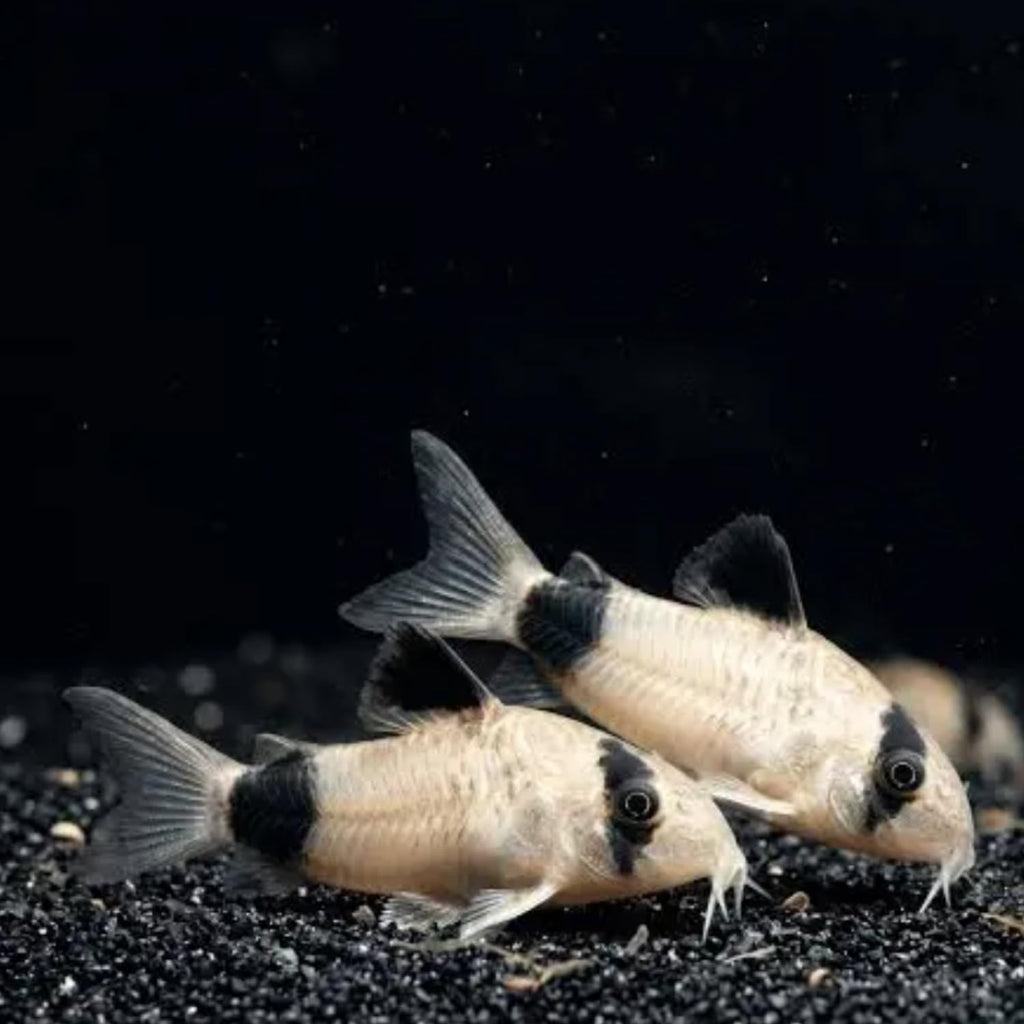 6 Panda Corydoras Live Freshwater Catfish V3561