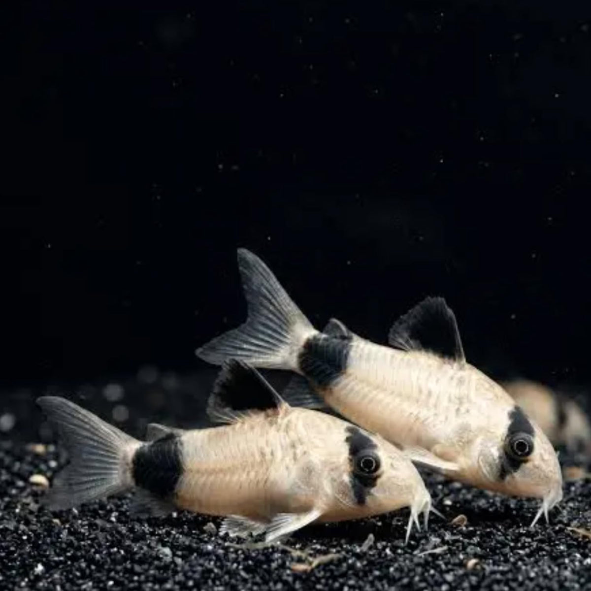 6 Panda Corydoras Live Freshwater Catfish V3561