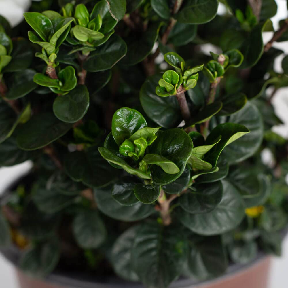 2 Gallon Fragrant White Flowers Evergreen Shrub A869