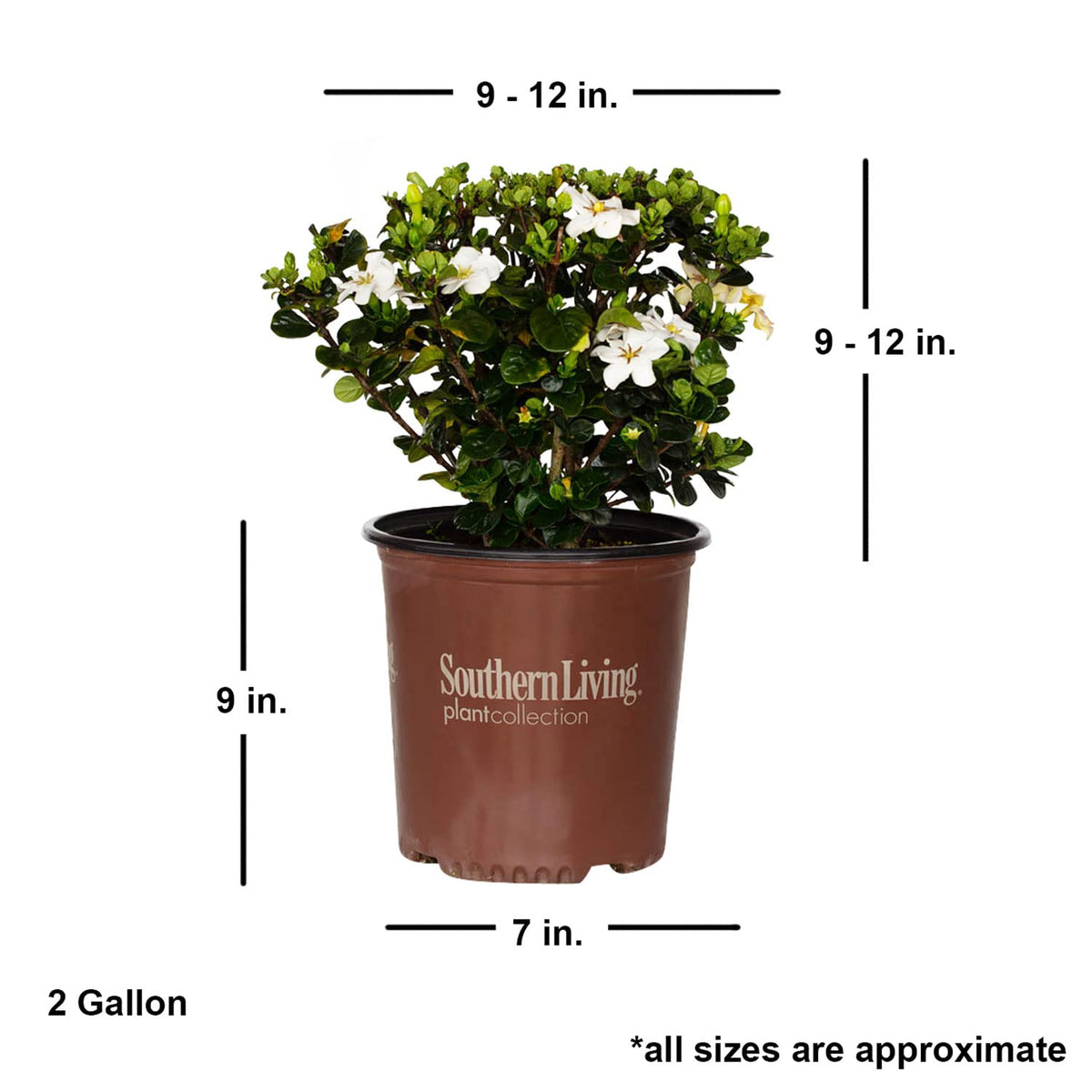 2 Gallon Fragrant White Flowers Evergreen Shrub A869