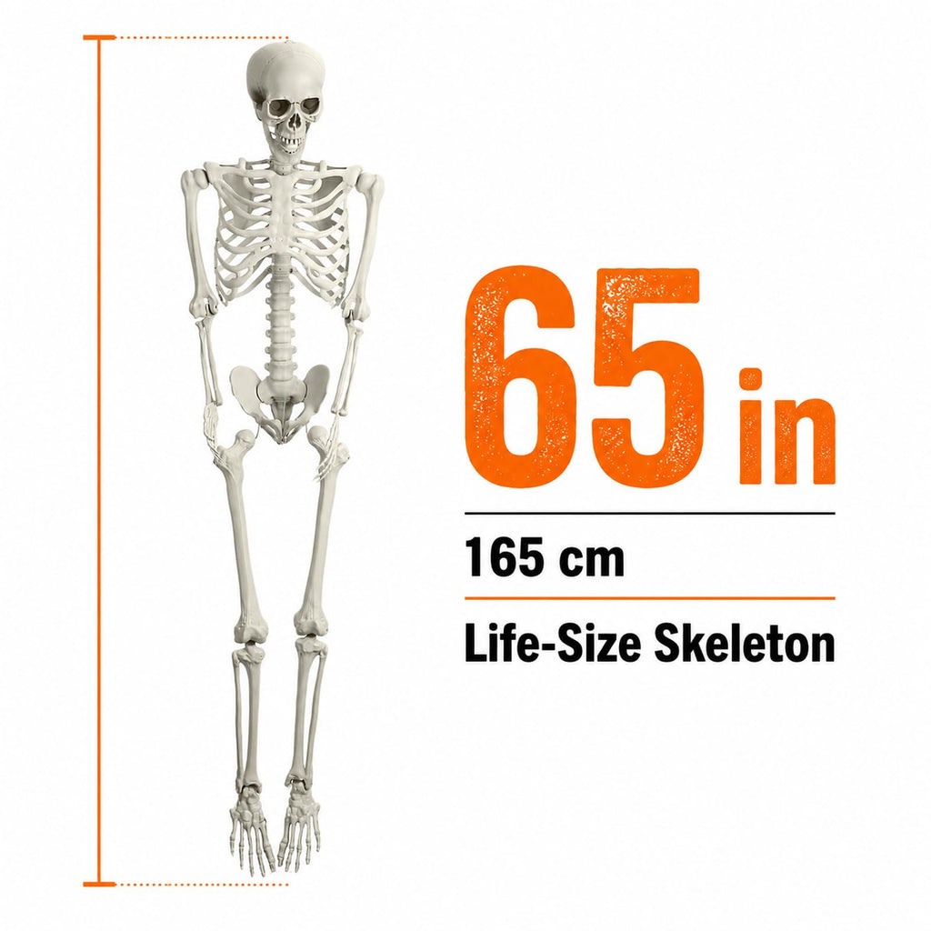 Life Size Posable Skeleton Prop Q1212