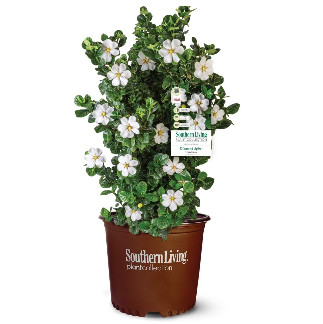 2 Gallon Fragrant White Flowers Evergreen Shrub A869
