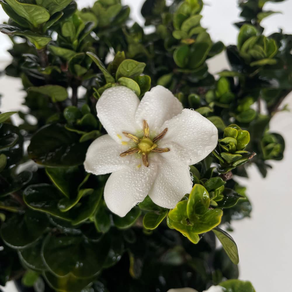 2 Gallon Fragrant White Flowers Evergreen Shrub A869