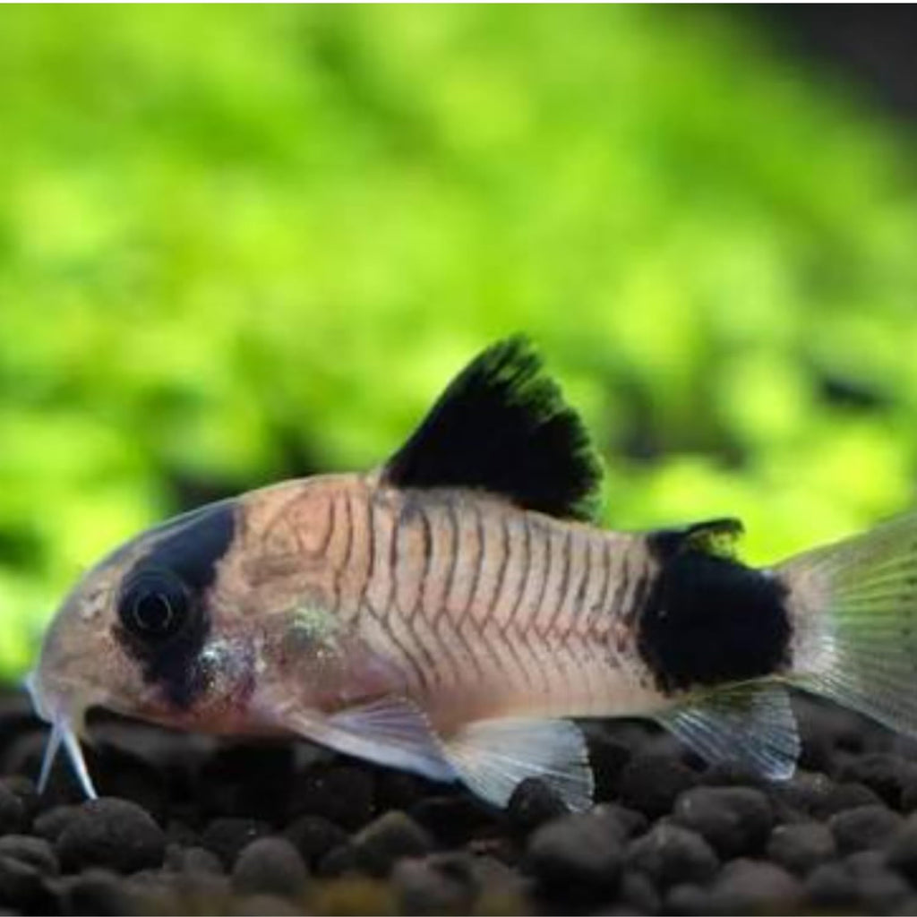 6 Panda Corydoras Live Freshwater Catfish V3561