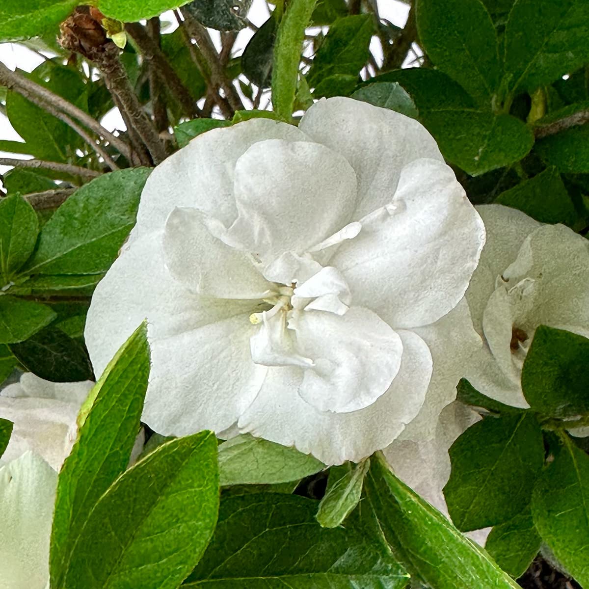 Live Evergreen Flowering Shrub 3 Gallon O7930