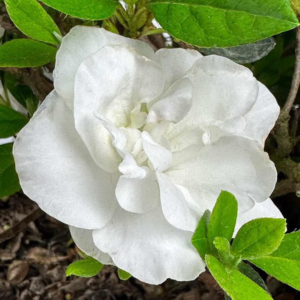 Live Evergreen Flowering Shrub 3 Gallon O7930