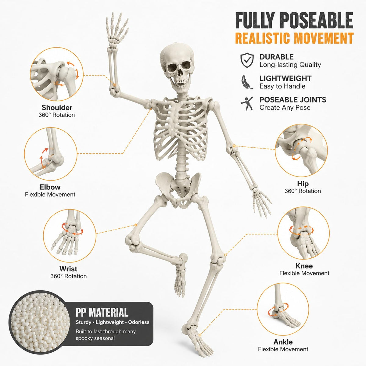 Life Size Posable Skeleton Prop Q1212
