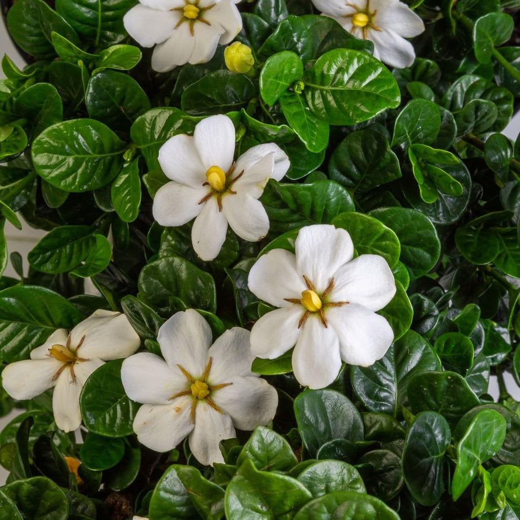 2 Gallon Fragrant White Flowers Evergreen Shrub A869