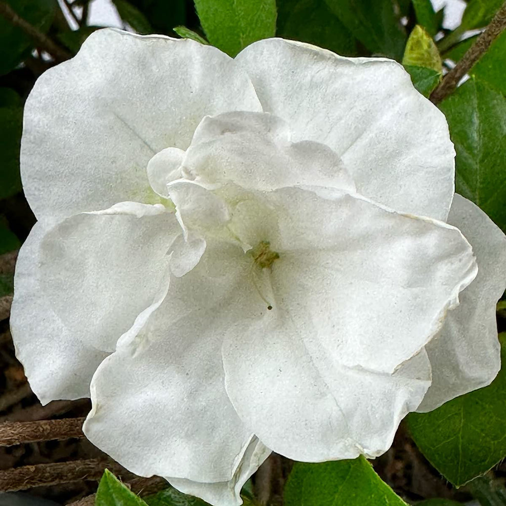Live Evergreen Flowering Shrub 3 Gallon O7930