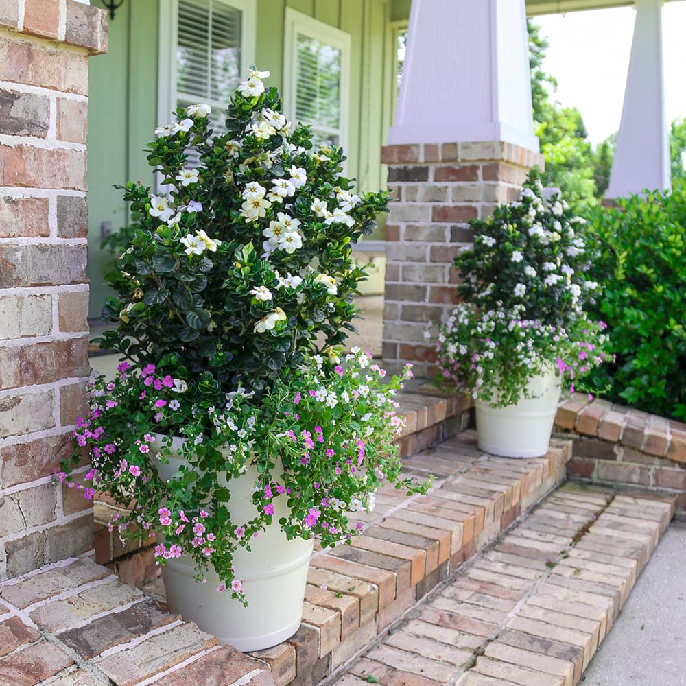 2 Gallon Fragrant White Flowers Evergreen Shrub A869