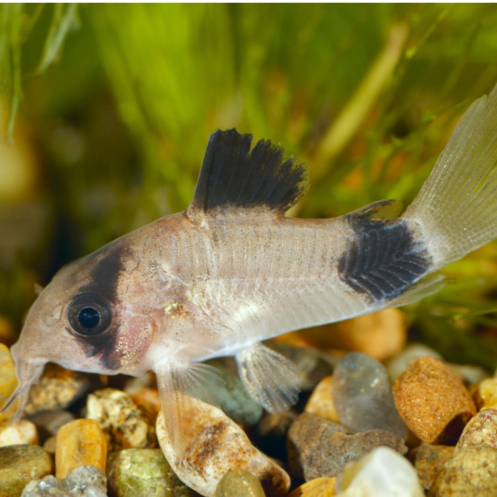 6 Panda Corydoras Live Freshwater Catfish V3561