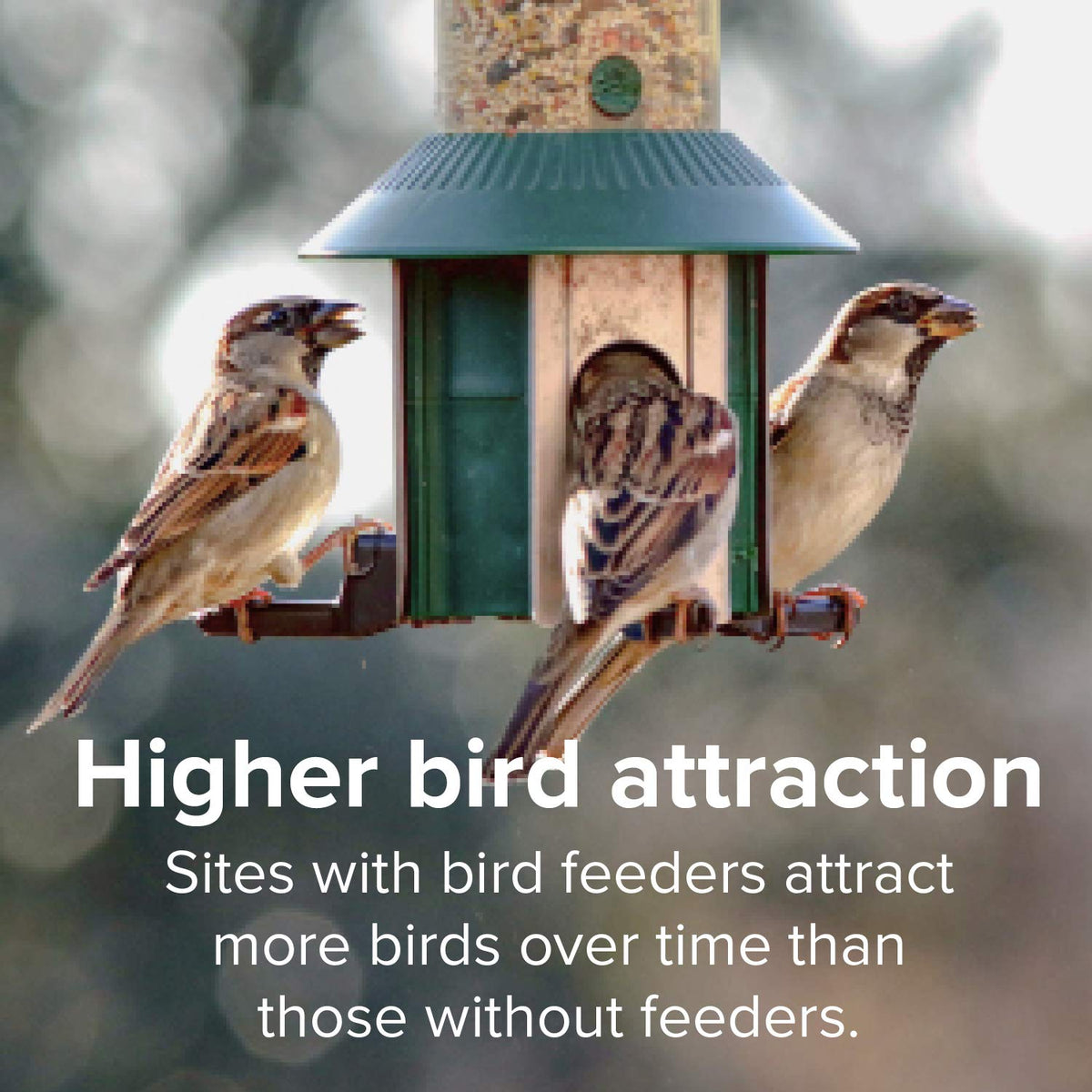 20 Pound Shell-Free Wild Bird Seed Mix T496044