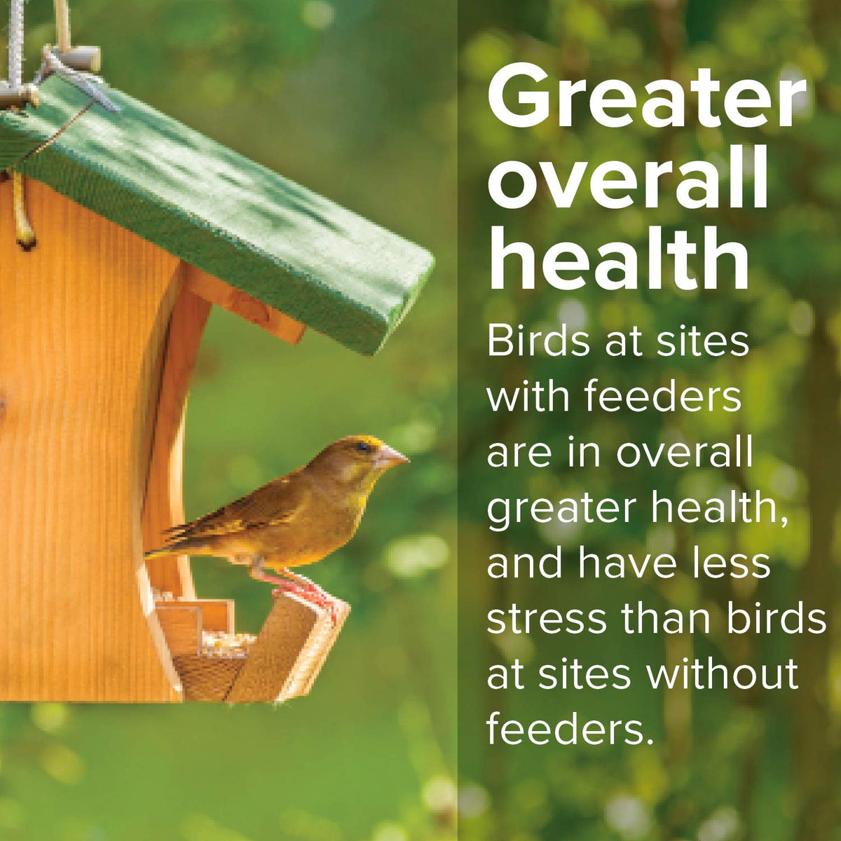 20 Pound Shell-Free Wild Bird Seed Mix T496044