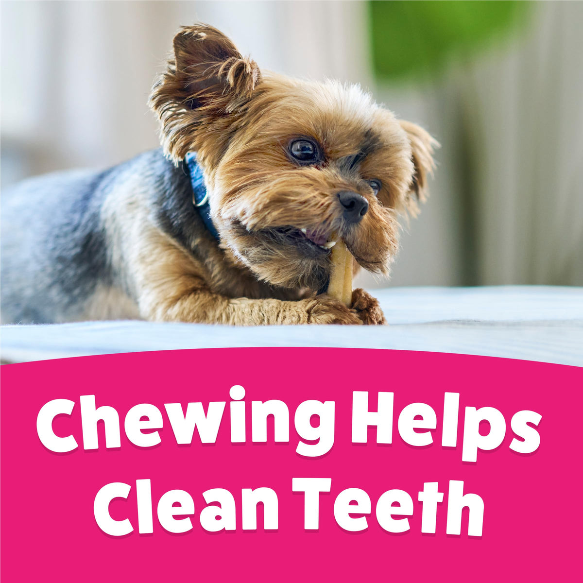 Dog Chew Treats 60 ct Pouch D3612