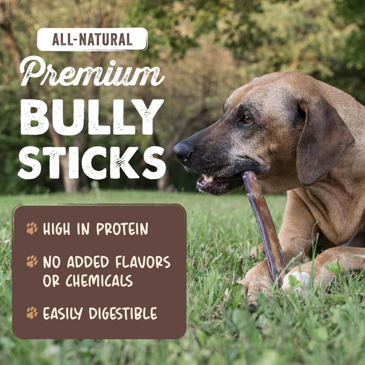 12" Bully Sticks Dog Chew X973
