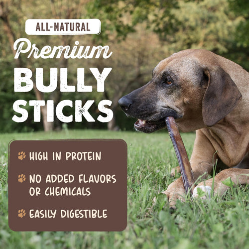 12" Bully Sticks Dog Chew X973