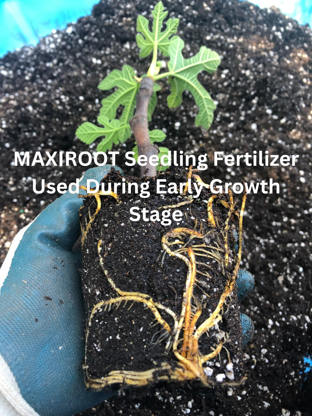 Liquid Fertilizer for Seedlings, Cuttings & Clones, 32 oz I583792