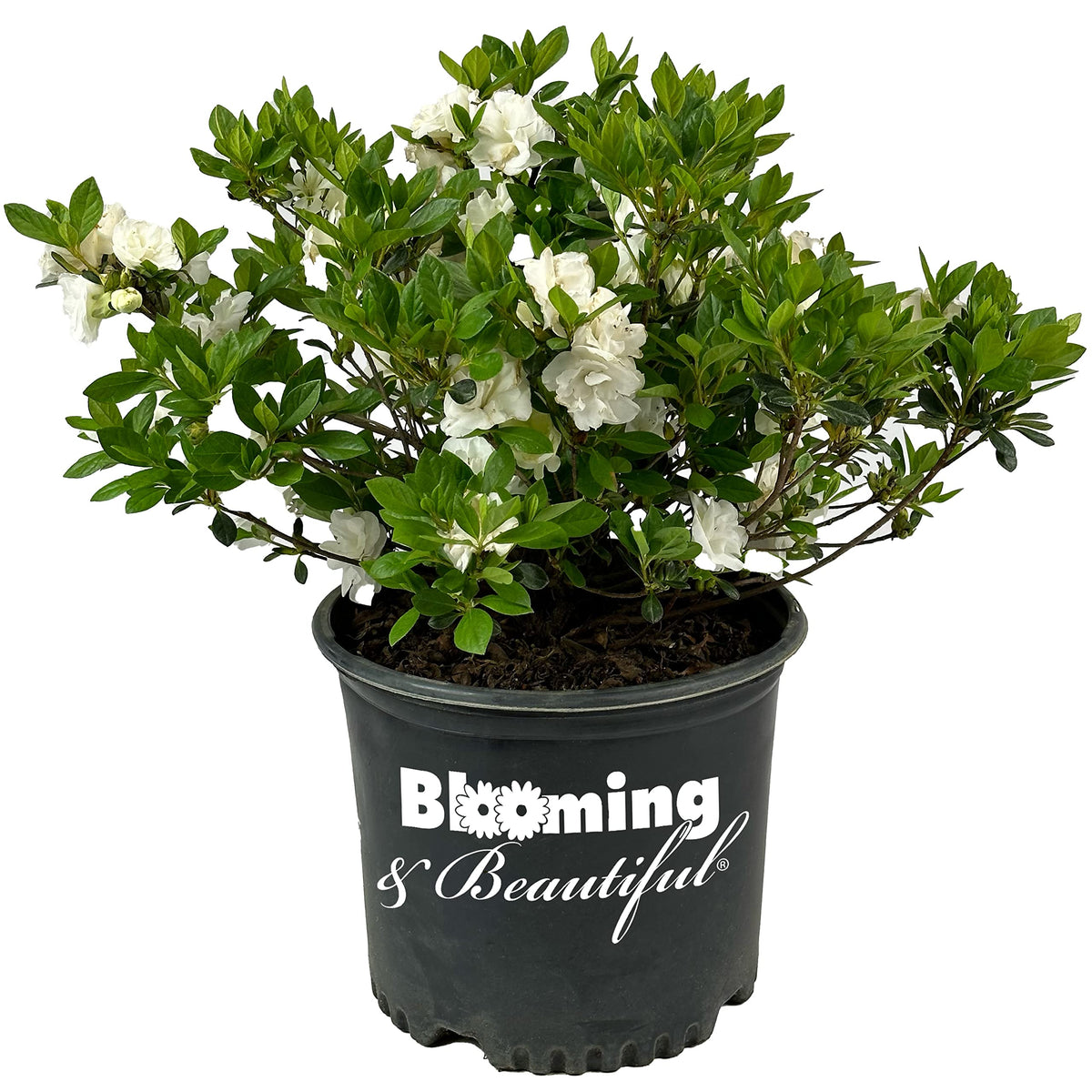 Live Evergreen Flowering Shrub 3 Gallon O7930